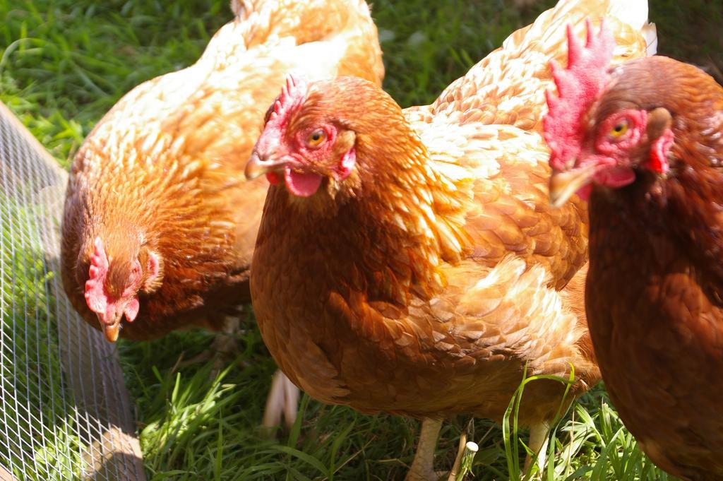 Wyke Farm Hotel Axminster Zewnętrze zdjęcie